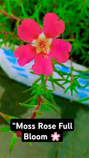 “Moss Rose Flower Blooming | Beautiful Portulaca Plant | Easy Summer Flowering Plant” #shorts