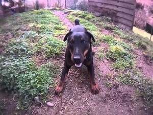 Hermine , JagdTerrier (... de chasse)