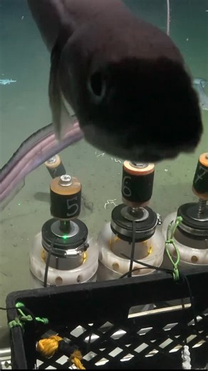 Schmidt Ocean Institute on Instagram: "During Dive 878, the science team studied and sampled inside an active pockmark on the seafloor where liquids and gases were escaping. The #ArgentinianDeepSeeps team is led by Dr. María Emilia Bravo, a benthic ecologist from the Institute of Applied and Environmental Geosciences of Buenos Aires (FCEN, UBA–IGEBA, CONICET). She’s joined by 25 researchers, including collaborators from Argentina, the United States, and Uruguay. Their goal is to conduct the firs