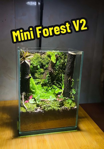 Mini Forest V2 Size : 15cm x 10cm x 20cm AVAILABLE ‼️ Make your pre-order now for your best and healthy Terrarium 🌱 #plants #terrarium #terrariummaking #moss #miniforest #tinygarden #fyp