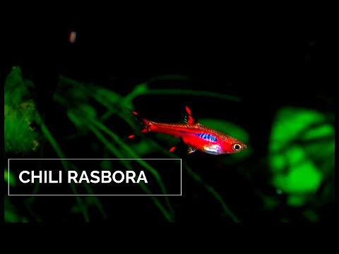 Chili Rasbora / Mosquito Rasbora ( Boraras Brigittae)
