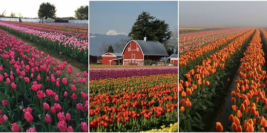 7 Beautiful Tulip Farms You Need to Visit This Spring