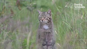 249K views · 8K reactions | Where wildcats roam  Historically, wildcats have been associated with remote habitats, following centuries of being driven there by persecution. Given the chance, they prefer a mosaic of habitats, rich in small mammals, which can include farmland and areas inhabited by people  | Saving Wildcats | Facebook