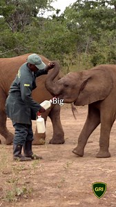 The 2026 volunteer programme is opening soon, offering you a unique opportunity to experience conservation at play from the frontline. While volunteering with us, you won’t just observe conservation in action; you’ll gain practical experience in animal husbandry, data collection and wildlife tracking, biodiversity monitoring, and work alongside our rescue rangers as they care for orphaned elephants and primates. Every day brings meaningful work, real impact, and unforgettable moments in the fiel