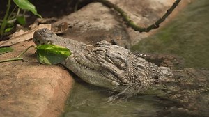 Close-up Macro Of A West African Crocodile (Crocodylus Suchus). Zoom In