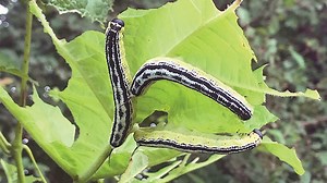 Fishing With Catalpa Worms – Do They Actually Work? - Coastal Angler & The Angler Magazine