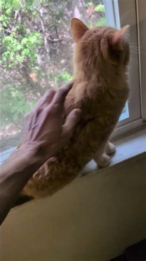 Little orange guy is purring for pets while looking out the window #orangecat #purr #pets #cat
