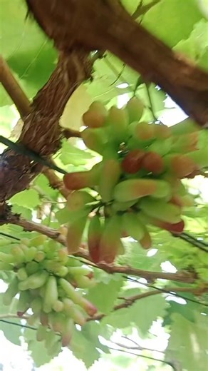 #grapes @come and visit🍇🍇🍇 | Koys&yhads Grapesvineyard and Flowers