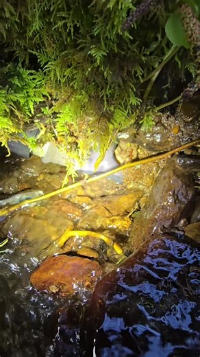 My friend and I were finding agates left and right!! The variety of agate that comes from the PNW is seriously insane!! I've made it my life's mission to find the best of the best!! It's not easy, but so worth it! #agate #rockhounding #carnelian #pnw #rockhound #rocktok #foryoupage❤️❤️ #fyp