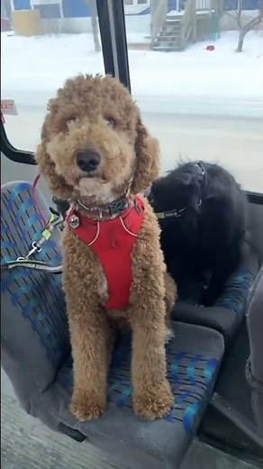 The most fun bus ride in the world #dog #viral #cute