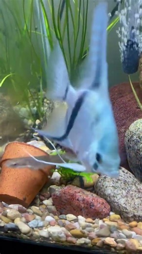 Blue Pinoy Angelfish & Bichir