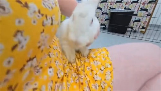 Say hi to this gorgeous REW! Adoption profile: https://www.wagtopia.com/search/pet?id=2411876&name=Brie | House Rabbit Network