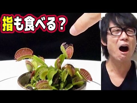 【実験】食虫植物は指でも食べるのか？ハエトリソウ