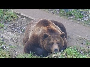 Медведь Мансур размышляет куда пропал снег зимой 🐻 Bear Mansur wonders where the winter snow went