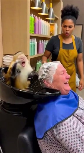 capuchin fighting over shampoo