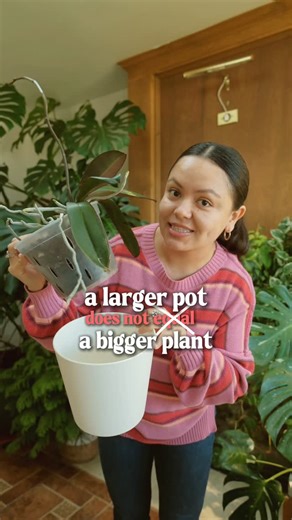 Ana | Houseplants | Orchids | Terrariums! 🪴 on Instagram: "How to choose the correct plant pot size when repotting your orchid. Choosing the wrong size of pot can lead to root rot and fungal problems due to excess water and lack of airflow inside of the pot. Remember a lot of orchids such as phalaenopsis are epiphytic plants. Meaning they grow on top of other plants and therefore they are exposed to a lot of airflow! When repotting consider measuring your plants height. From the axis to the bot