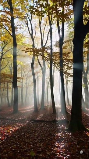 Is This the Most Beautiful Forest Ever?