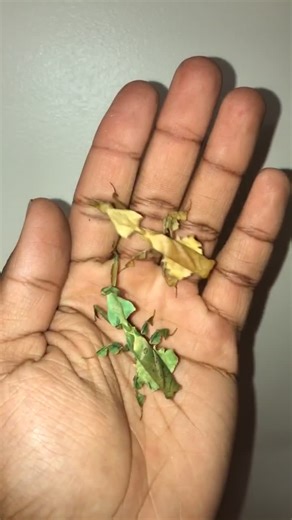 Female Ghost Mantises Showcase