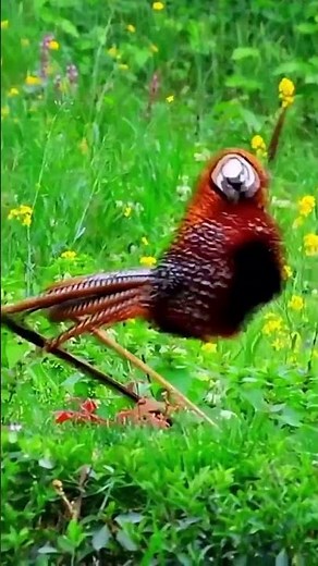 #birdsong #beautifulbirds #birdlife #birdvideos