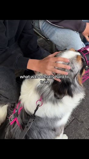 Understanding Australian Shepherd Training Challenges