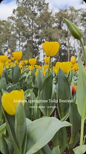 2.8K views · 202 reactions | Come with us on the perfect Spring Into Armadale day  Head to perthhillsarmadale.com.au to see more Spring Into Armadale events. #soperth #PerthHillsArmadale #CityofArmadale #SpringintoArmadale #bestofperth #WAthedreamstate #visitperth #perthlifestyle #perthlife #seeperth #destinationperth #ExperiencePerthHills Produced in partnership with @perthhillsarmadale | So Perth | Facebook