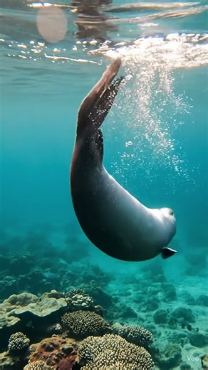 The world's rarest dolphin- "The vaquita".#wildlife #photography #nature #ocean #animals #dolphins