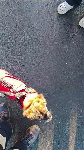 inbo (@therealinbo)’s videos with original sound - inbo