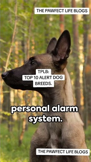 "TOP 10 ALERT DOG BREED" #TOP10ALERTDOGBREED #thepawfectlifeblogs #povdogs #unitedstates