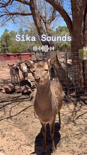 Who doesn’t love a deer making a squeaky noise??? #sikadeer #sika #deerpark #deerfarm #zoo #williamsaz #flagstaffaz #thingstodoinflagstaff #northernaz | Grand Canyon Deer Farm