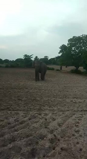 Majestic Elephant Walking Across an Open Field