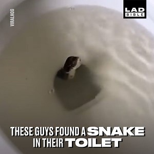 Always check before sitting down! 😱🐍 | LADbible