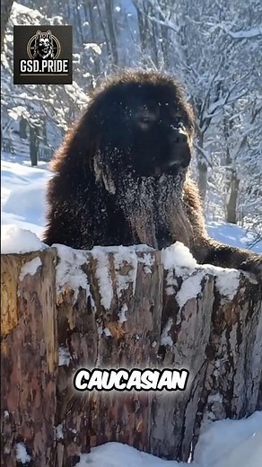 Caucasian Shepherd 🐻🛡️#CaucasianShepherd #CaucasianOvcharka #GuardianDog #BearDefense #WorkingDogs