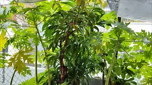 close-up of rainfall in the garden above the house, water droplets sticking to the green leaves, Rainy day in a tropical area. raindrops on tree leaves. Heavy Rain Falling On Tree Leaves