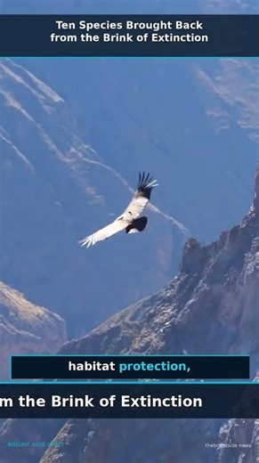 Ten Species Brought Back from the Brink of Extinction #shorts #goodnews