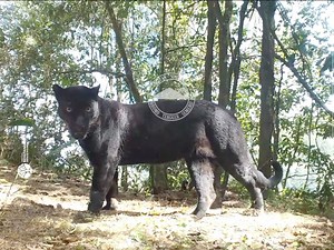 Menghitung Populasi Macan Tutul Jawa di Habitat Tersisa