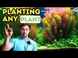 Aquarium Planting Guide For Thriving Planted Tanks