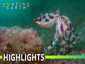 Amazing Earth: This octopus sacrifices her life to save her babies!