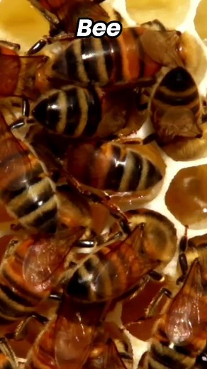 Lebah #suarabinatang #allaboutanimalsounds #bee #lebah