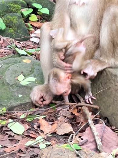 So adorable tiny baby Alfie try to leave from in the hand of mom and laying on the ground upside feet so sweetness