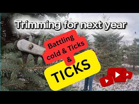Ticks are here - Christmas Tree trimming #shorts #WinterTreeCare #TickSafety #ChristmasTrees #farm