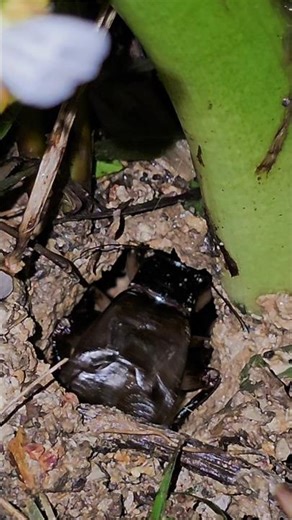 Chirps from the Darkness of a Cricket’s Home