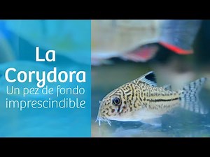 Corydoras · Peces limpiafondos de acuario 🍴
