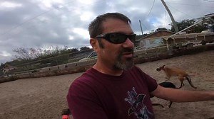 14K views · 388 reactions | My Florida Greyhound Racing documentary...