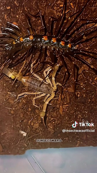 House Centipede vs Yellow Scorpion — Brutal Start, Bizarre Ending… 🔥😱 The house centipede launches first — fast, violent, and unforgiving. The yellow scorpion counters with crushing claws and a venomous sting. They bite, strike, and twist in a chaotic blur of limbs…But just when it feels like one will go down — they stop.No winner. No retreat. Just two predators frozen in a strange truce. What do YOU think happened here? Exhaustion, or a silent agreement? #InsectWars #Nature #Wildlife #amazing