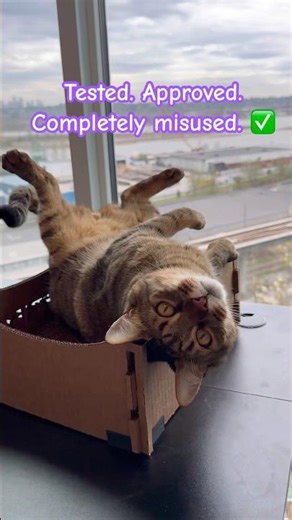 Tested. Approved. Completely misused. ✅ #cattify