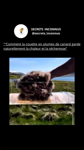 Secrets Inconnus on Instagram: "Les couettes en plumes de canard sont efficaces car elles exploitent une propriété naturelle des plumes appelée isolation thermique par piégeage de l’air. Les plumes, en particulier la plume, ont des structures légères et ramifiées qui créent des milliers de petites poches d’air. Cet air retenu agit comme une barrière contre le froid, réduisant la perte de chaleur corporelle pendant le sommeil. De plus, les plumes de canard ont la capacité de réguler l’humidité. I