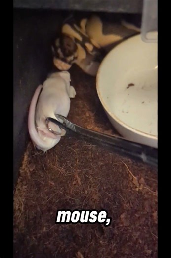 When your ball python is holding out for something better... #justsayno #pickyeater #funnysnake
