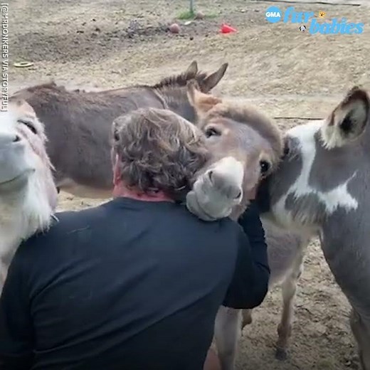 Animal sanctuary founder enjoys cuddle time with donkeys at farm l GMA