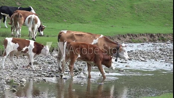 Cows by River in Mountains, Cattle Drinking Spring Water, Domestically Animal Bathing, Countryside, Rustically View