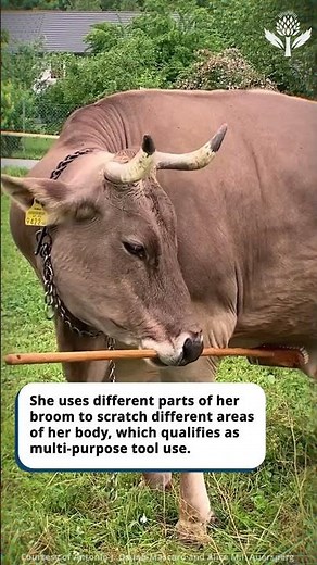 Tool-Using Cow | Encyclopaedia Britannica